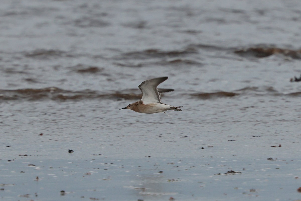 Ruff - ML641762993
