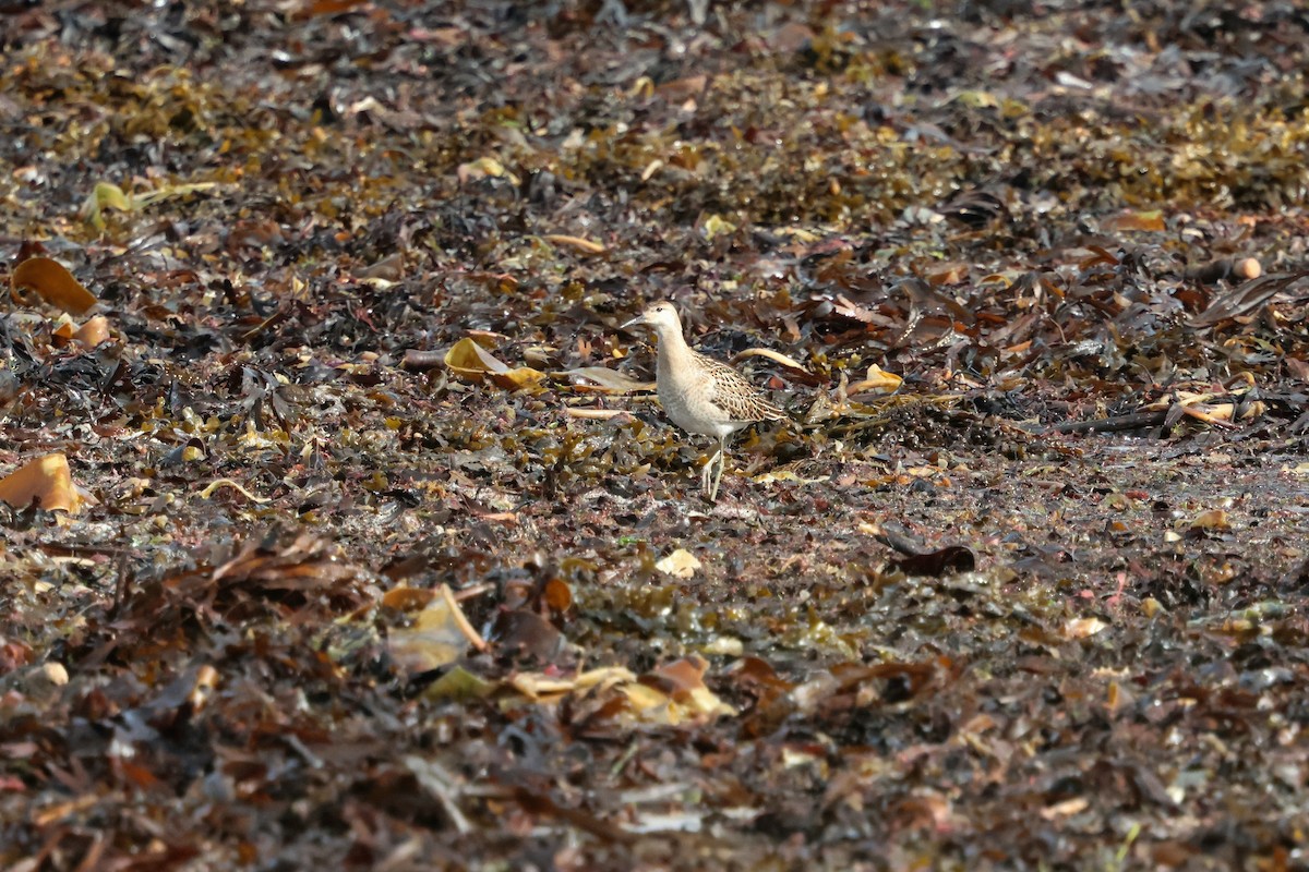 Ruff - ML641762995