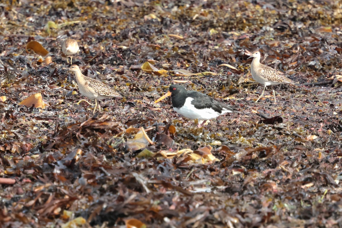 Ruff - ML641762996