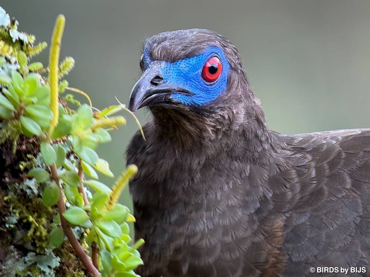 Sickle-winged Guan - ML641763002