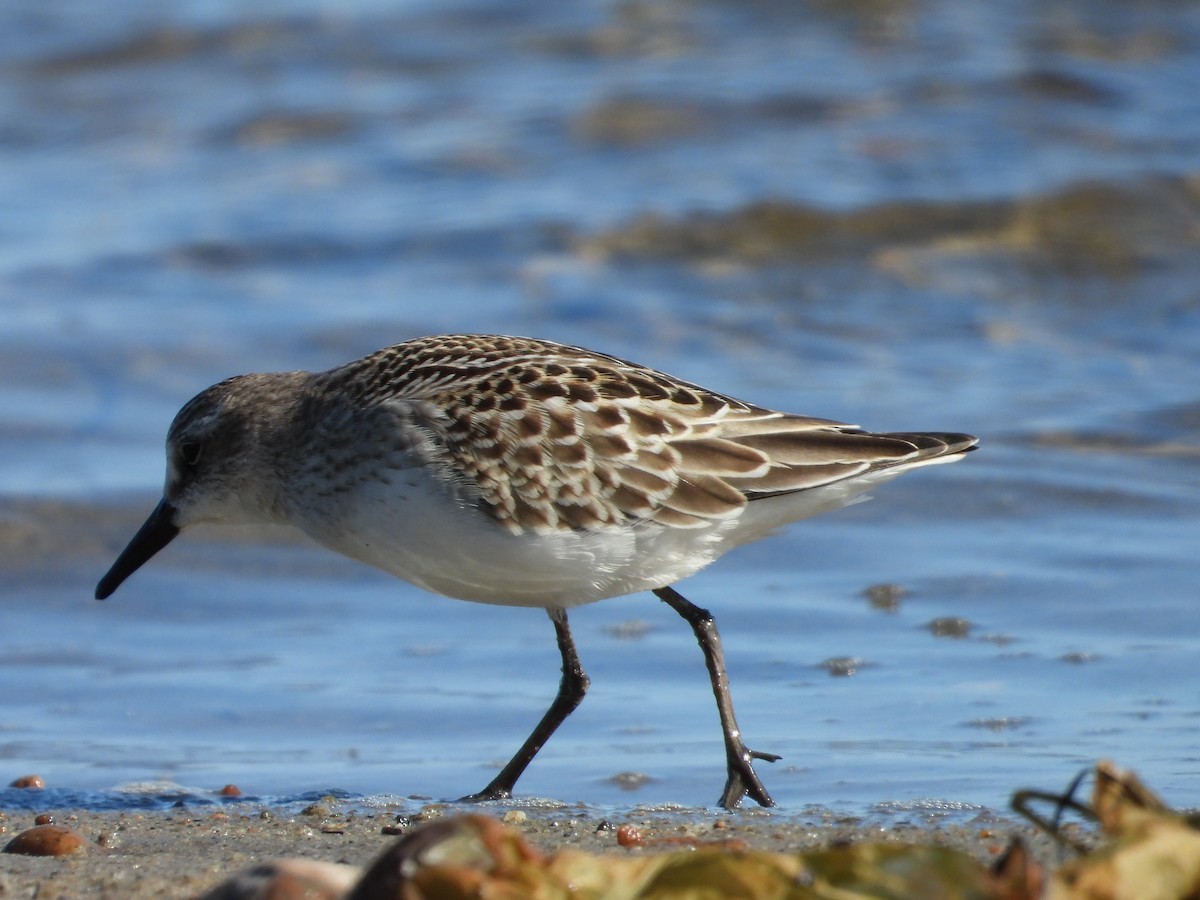 Semipalmated Sandpiper - ML641763012