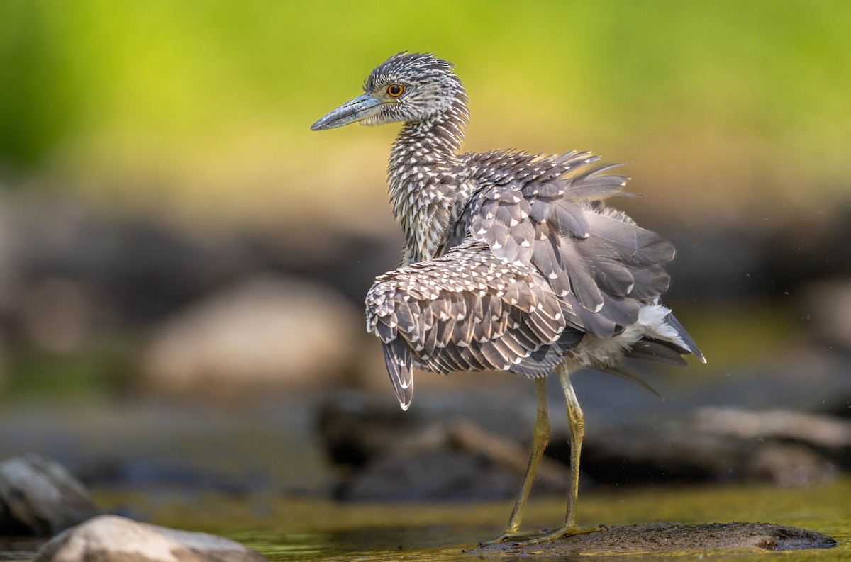 Yellow-crowned Night Heron - ML641763036