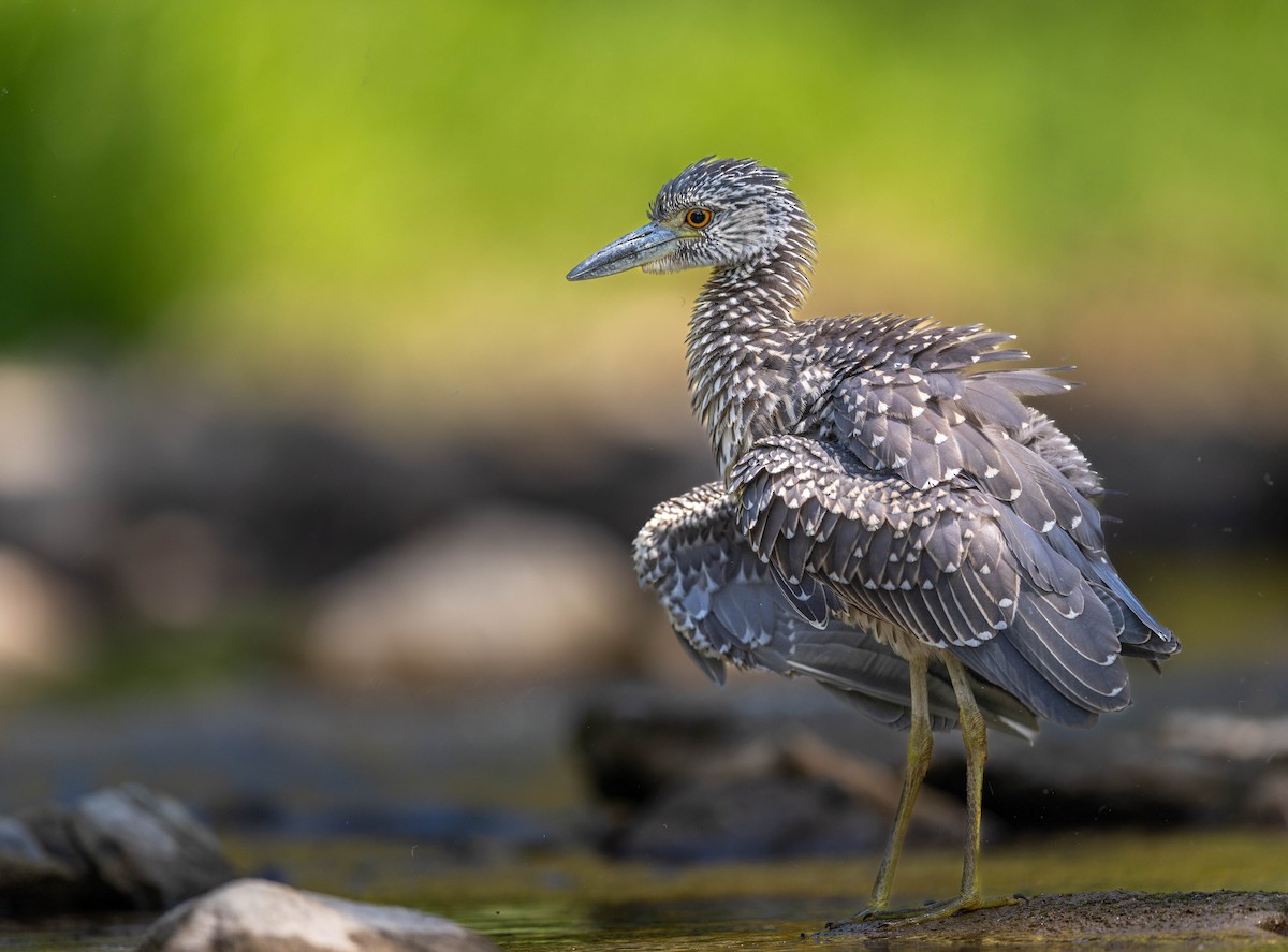 Yellow-crowned Night Heron - ML641763040