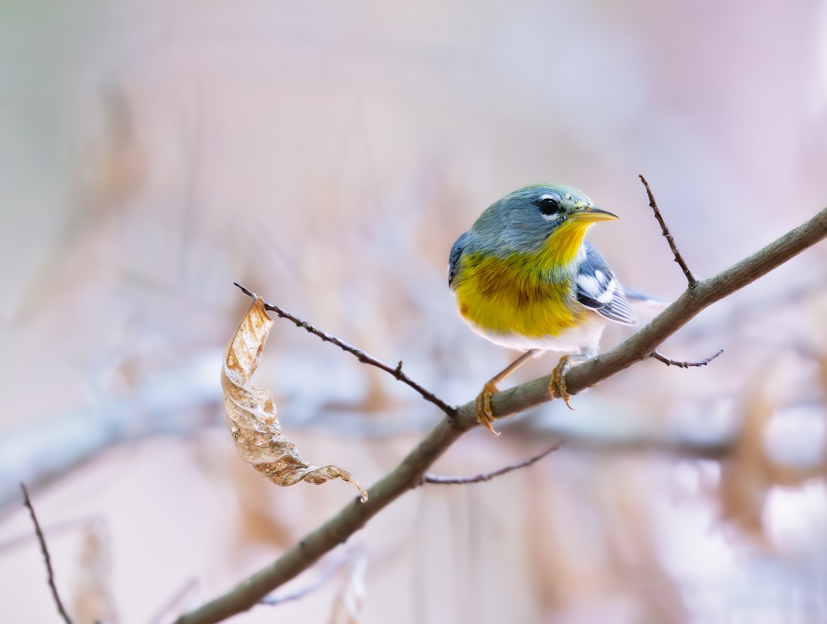 Northern Parula - ML641763044