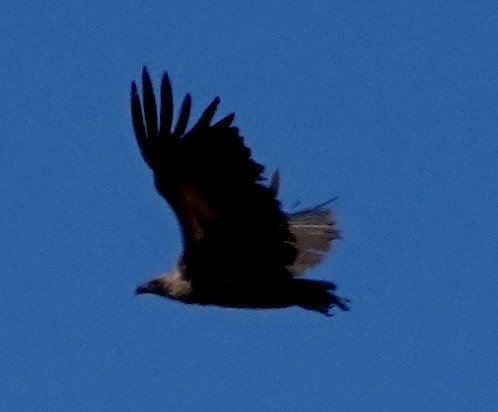 White-backed Vulture - ML641763045