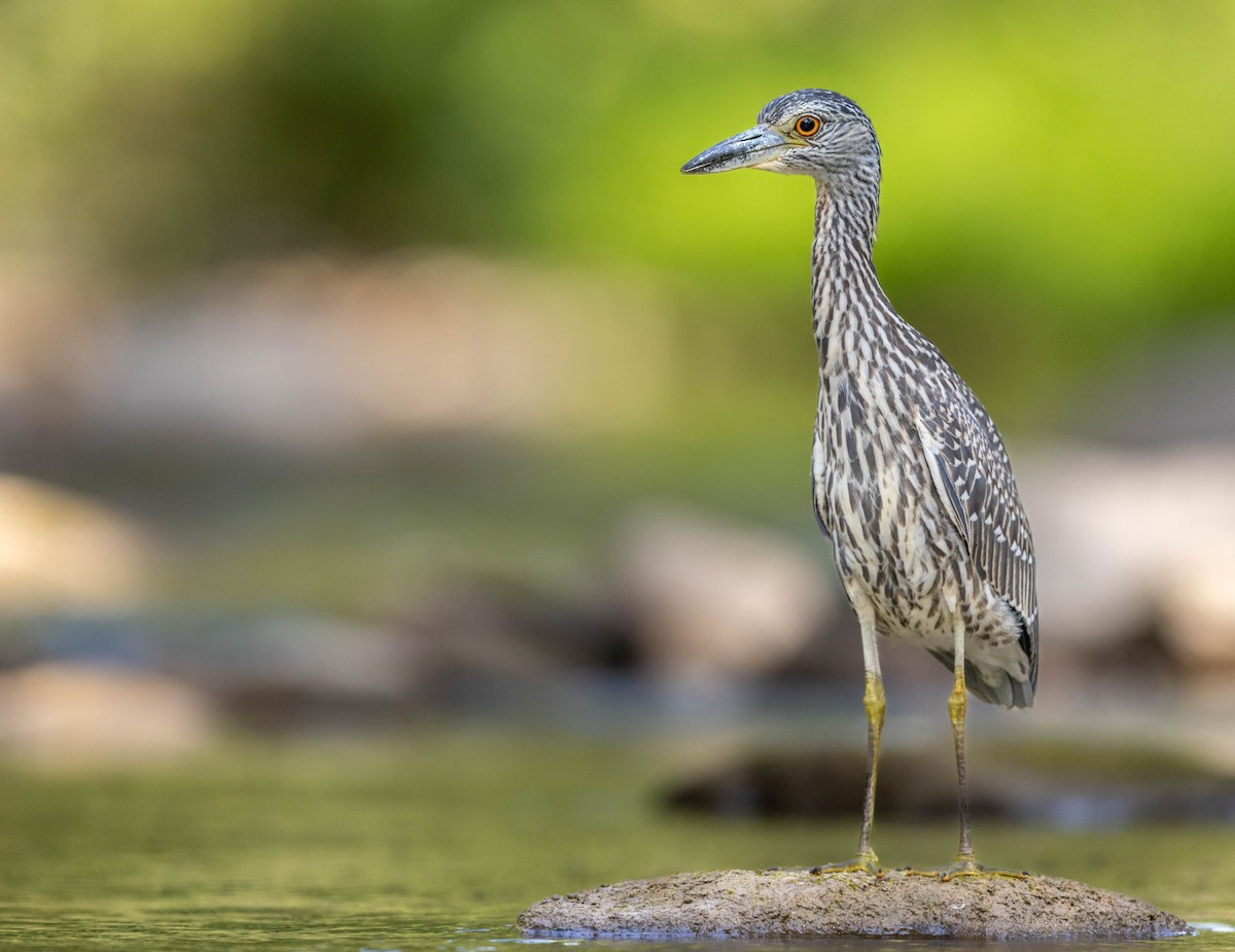 Yellow-crowned Night Heron - ML641763047