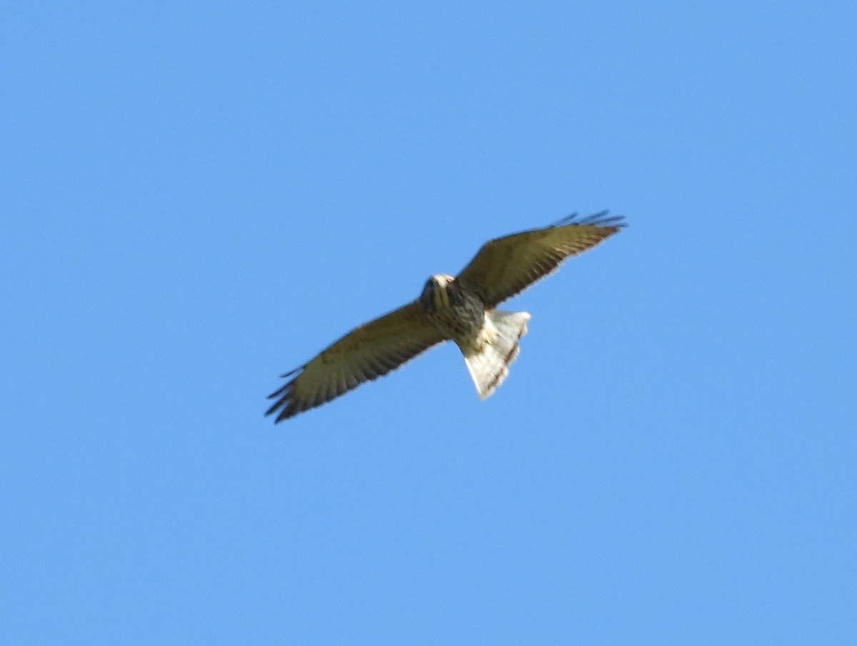 Broad-winged Hawk - ML641763058
