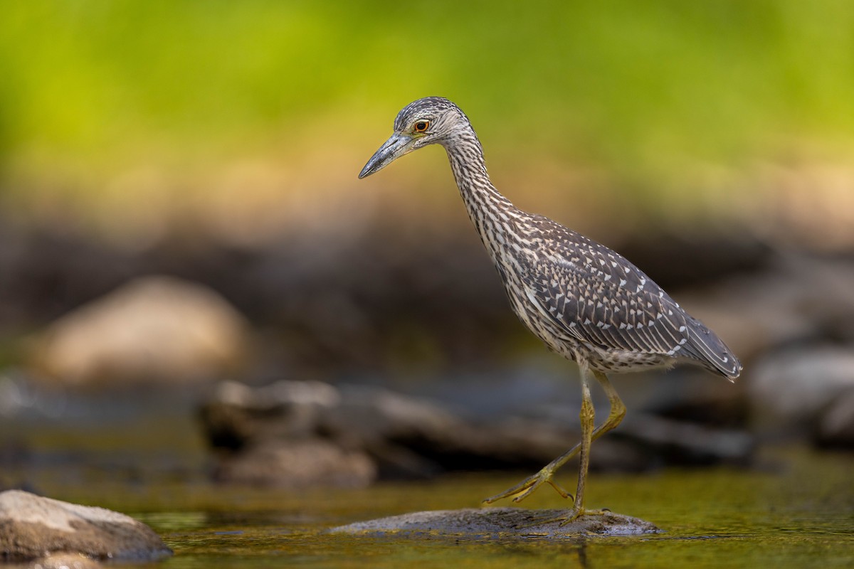 Yellow-crowned Night Heron - ML641763079