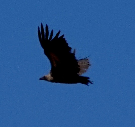 White-backed Vulture - ML641763097