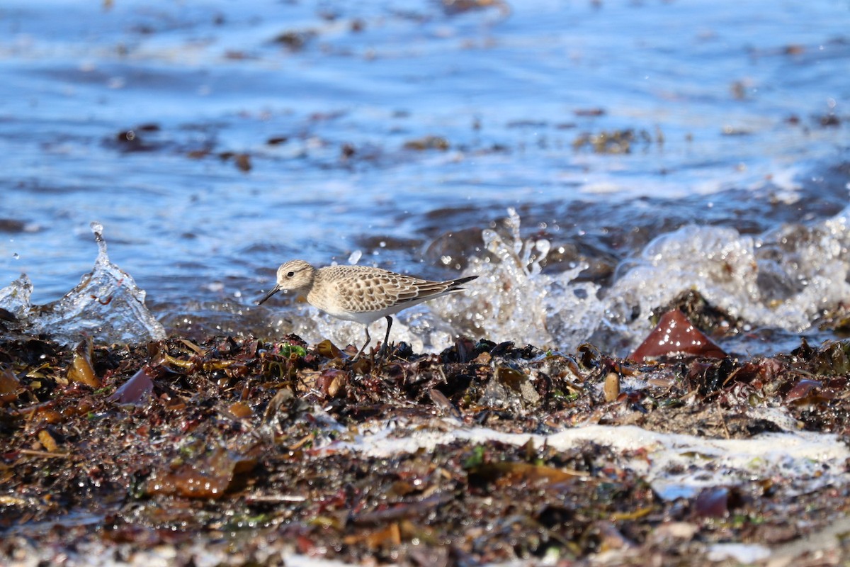 gulbrystsnipe - ML641763098