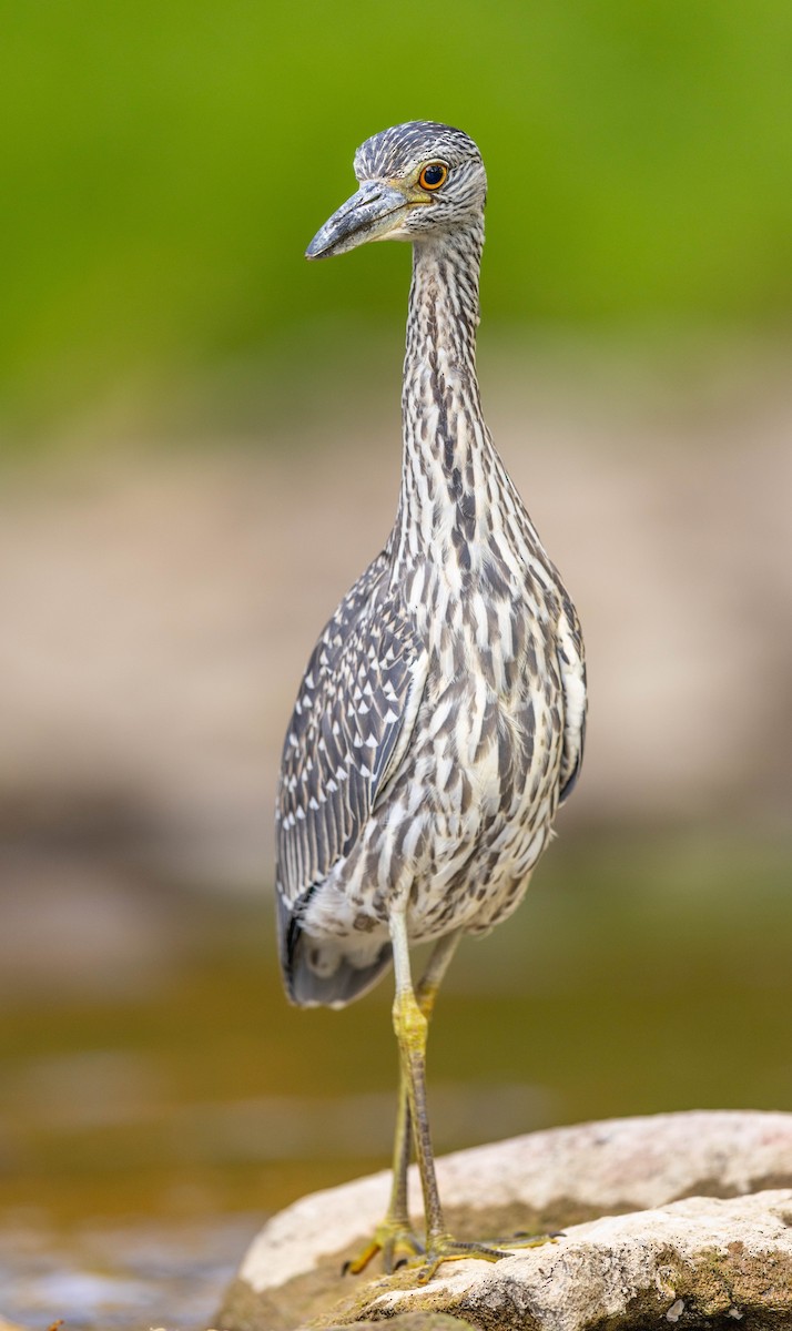 Yellow-crowned Night Heron - ML641763099