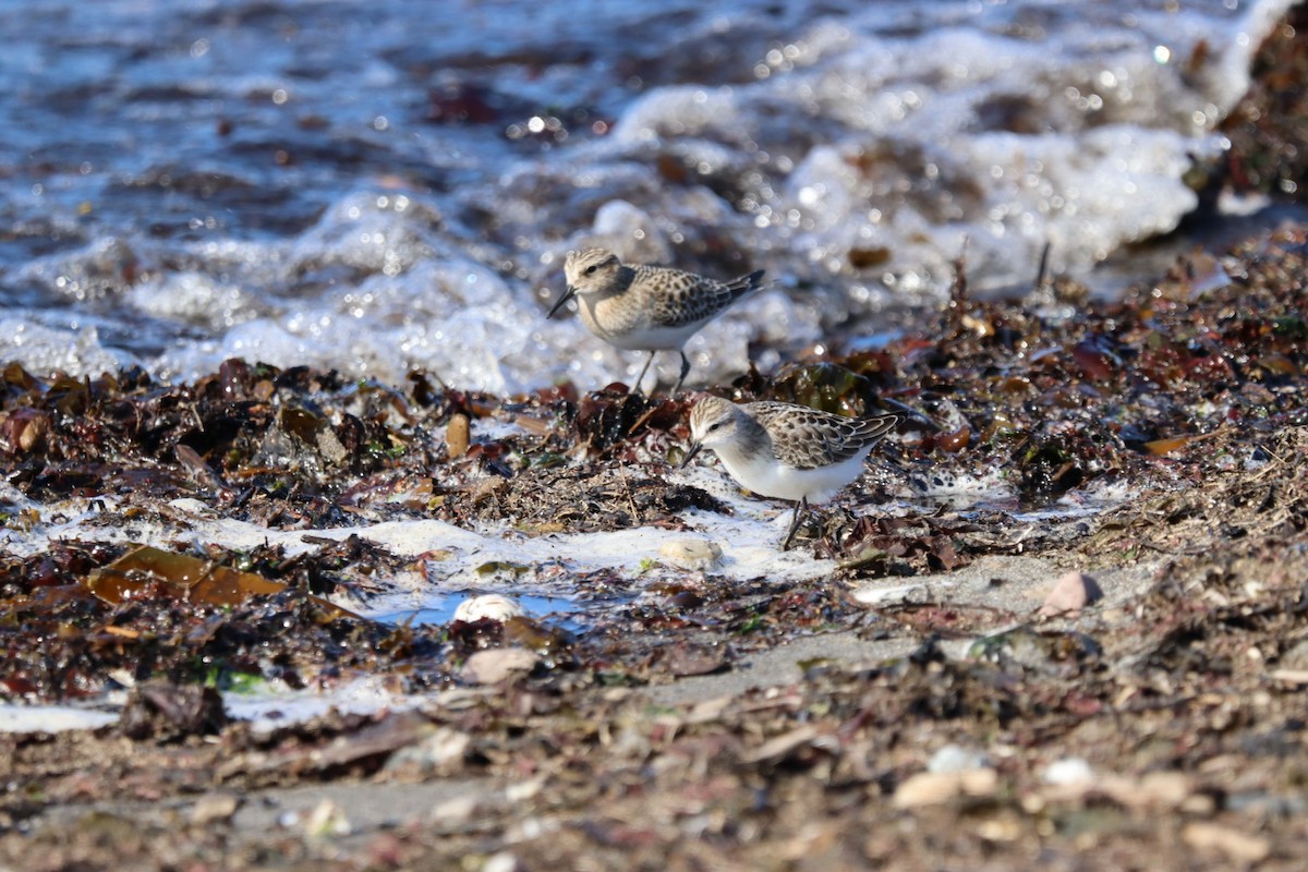 gulbrystsnipe - ML641763101
