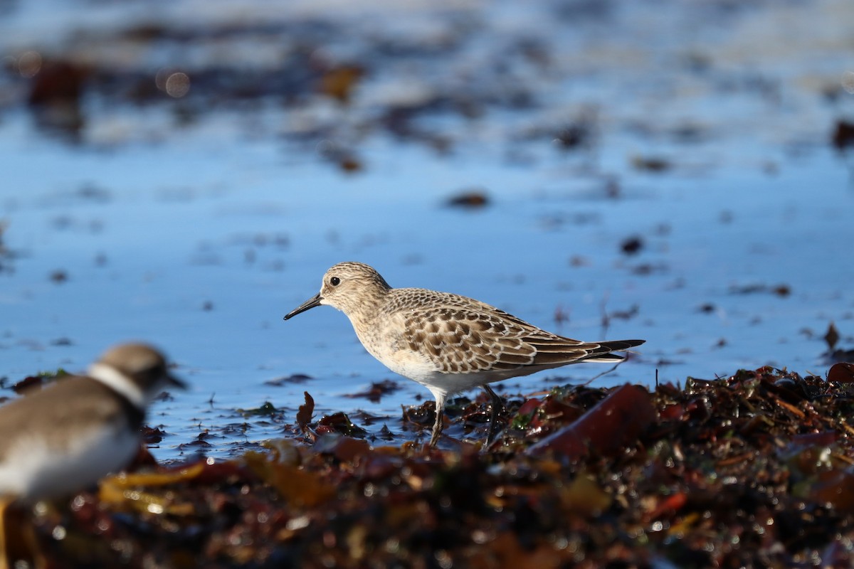 gulbrystsnipe - ML641763112