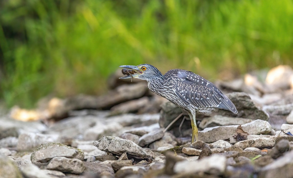 Yellow-crowned Night Heron - ML641763114