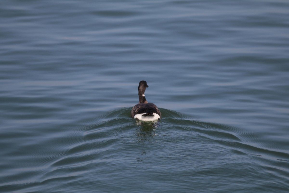 Brant - ML641763121