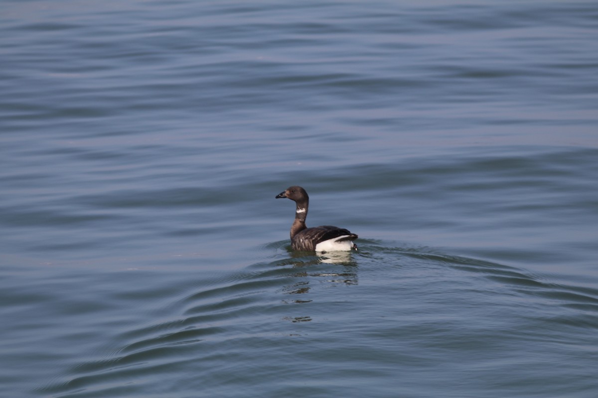 Brant - ML641763122