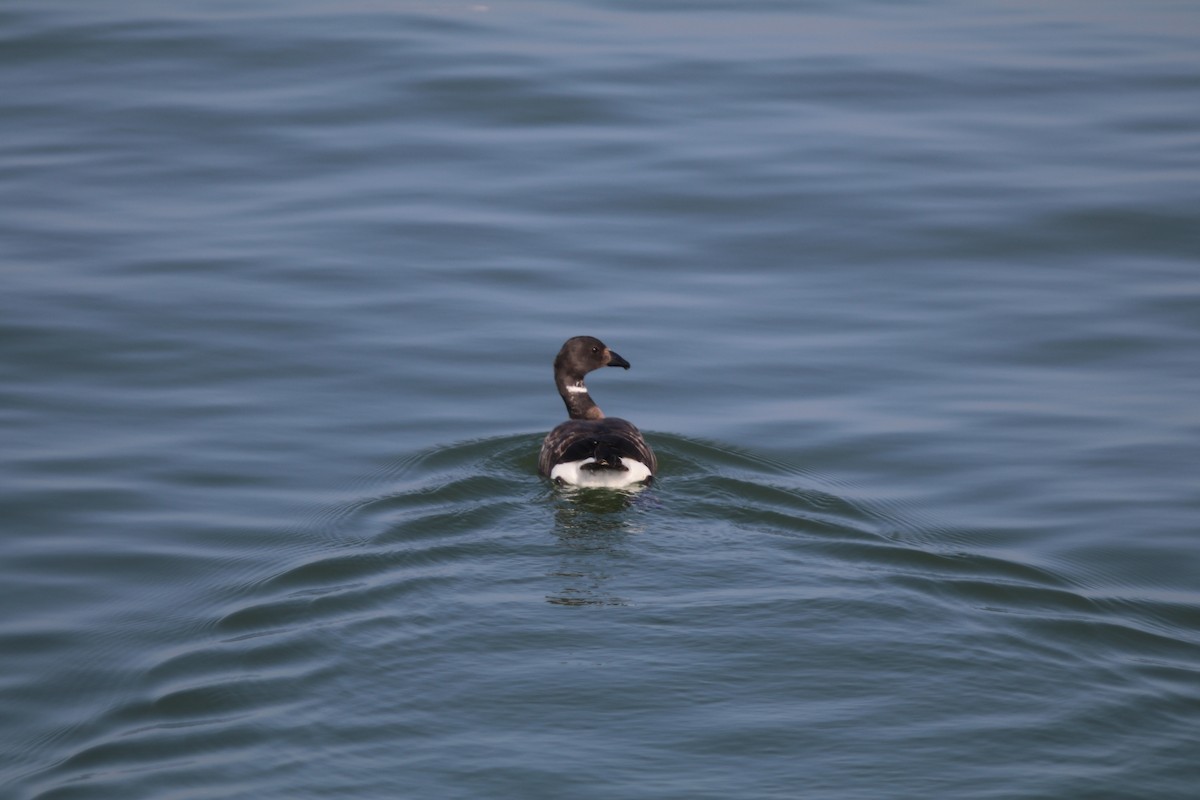 Brant - ML641763123