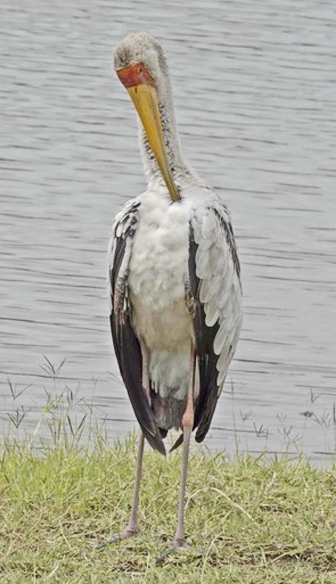 Yellow-billed Stork - ML641763162