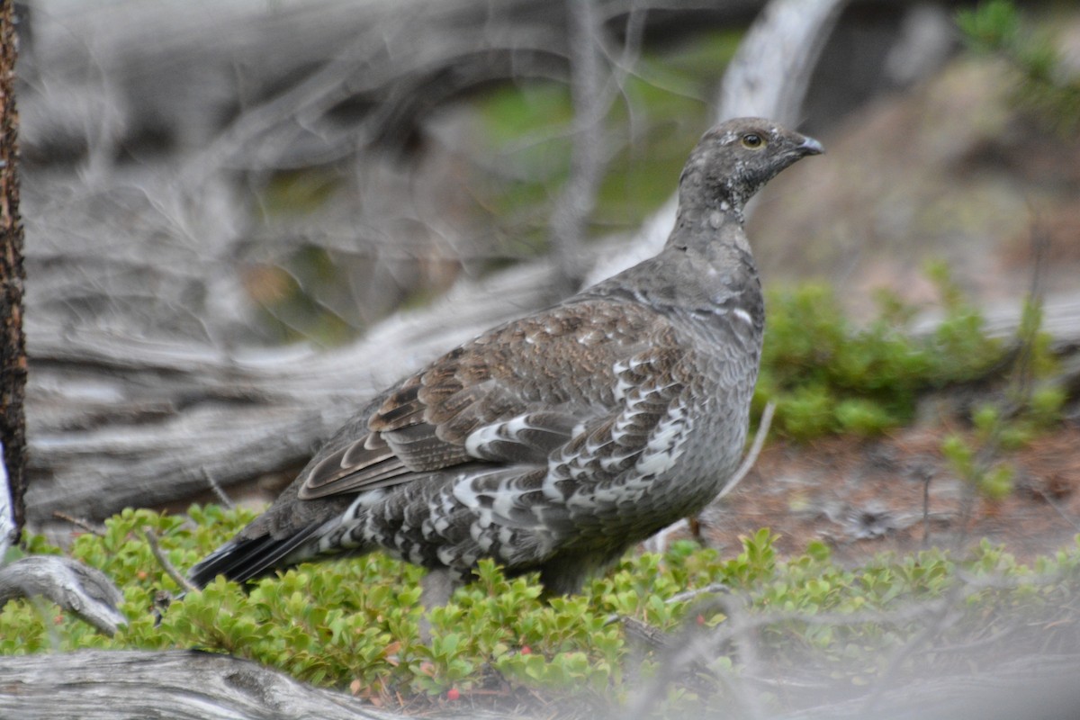 Dusky Grouse - ML641763179