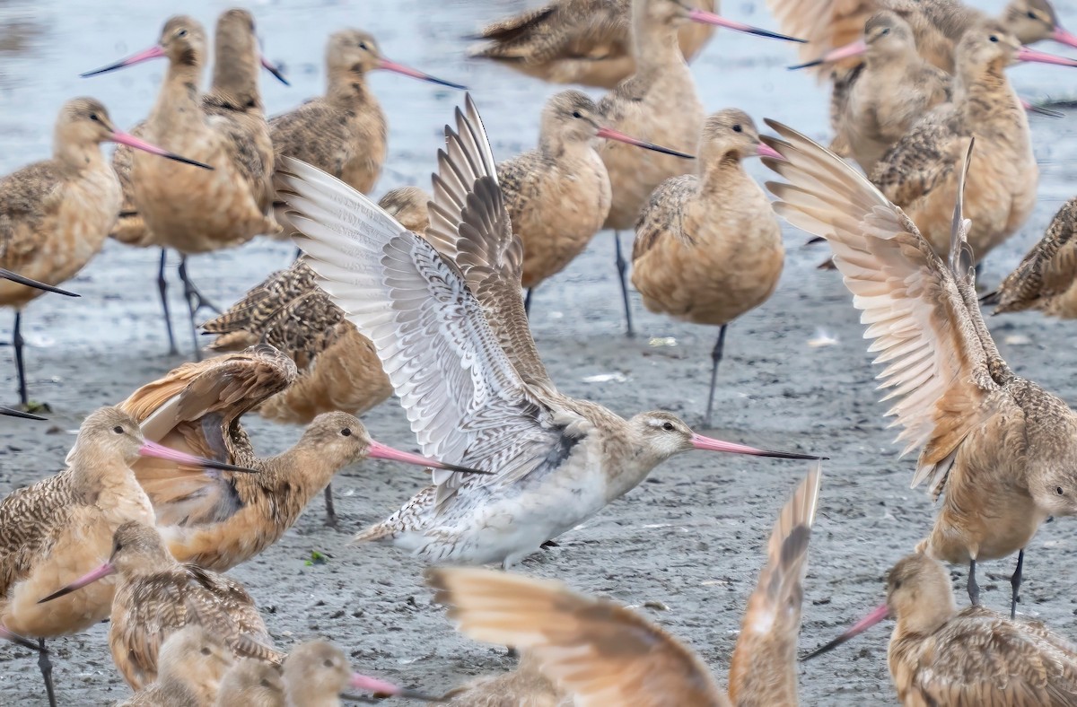 Bar-tailed Godwit - ML641763192