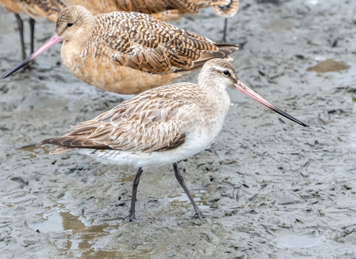 Bar-tailed Godwit - ML641763193
