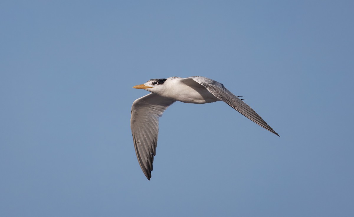 Elegant/Royal Tern - ML641763225