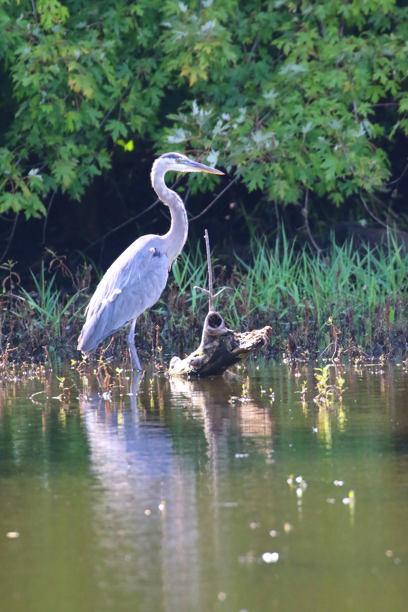 Great Blue Heron - ML641763246