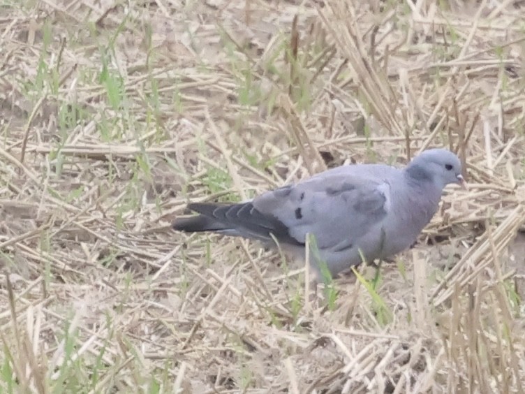 יונת עצים - ML641763249