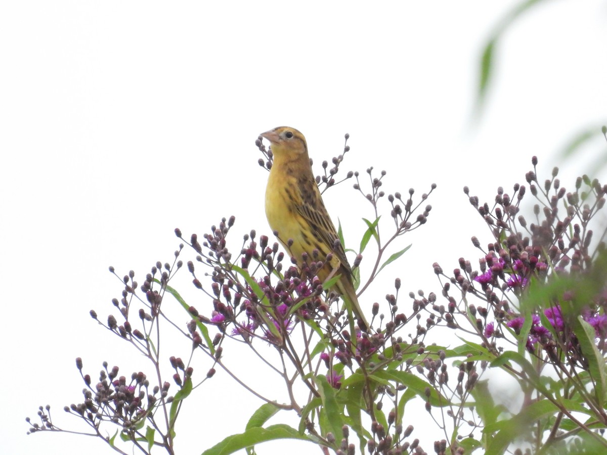 bobolink - ML641763299