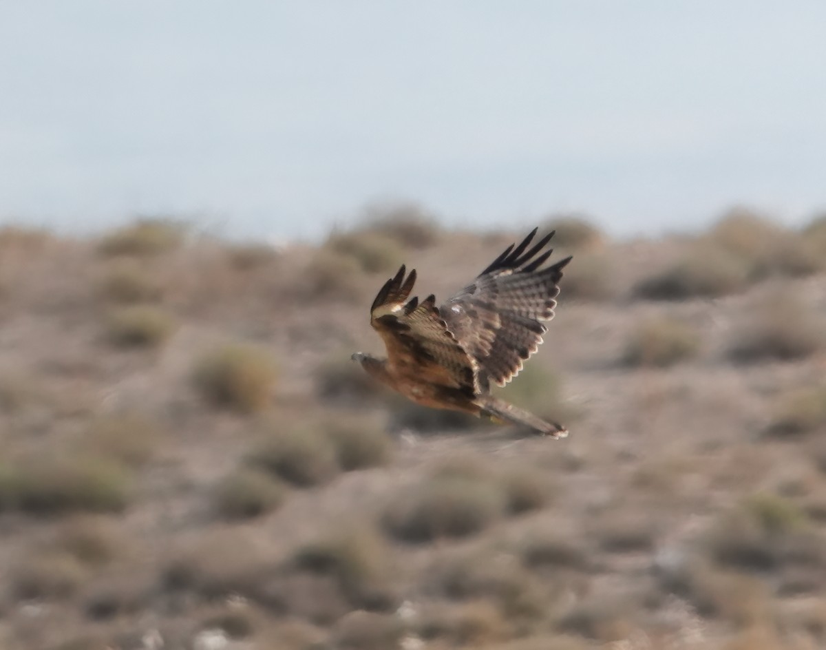 Bonelli's Eagle - ML641763307