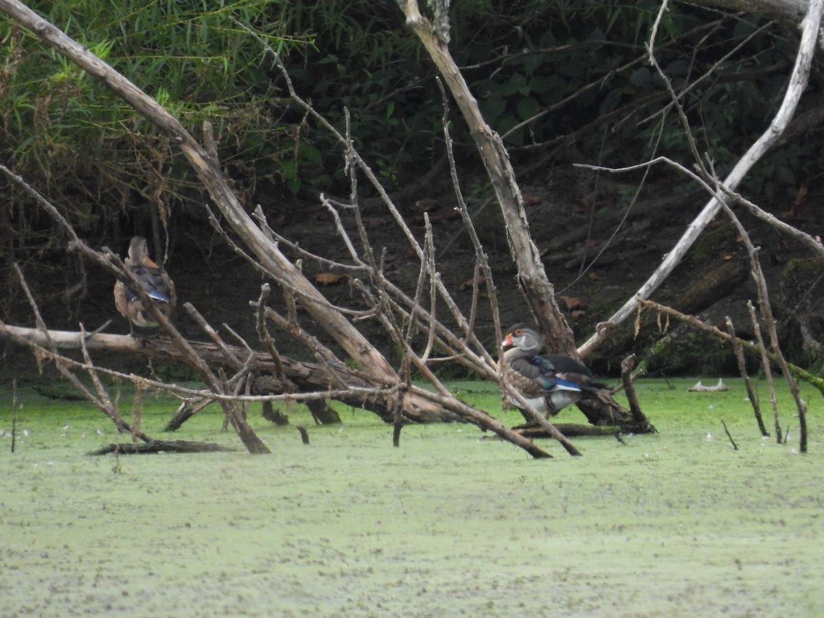 brudeand - ML641763313