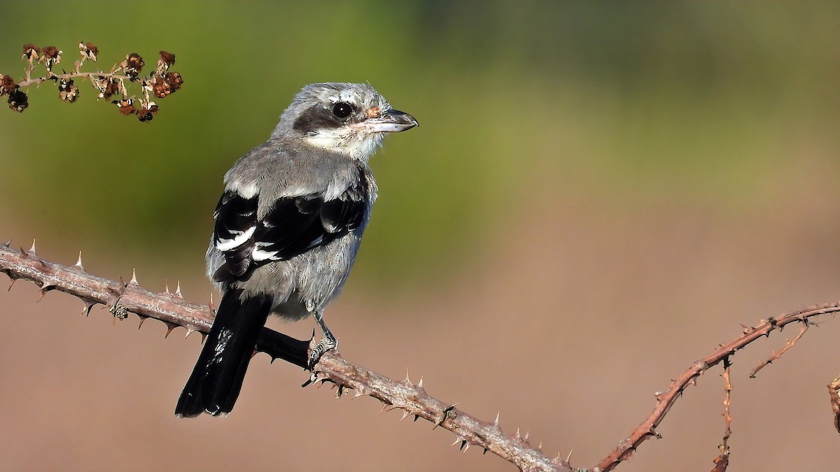 Iberian Gray Shrike - ML641763334