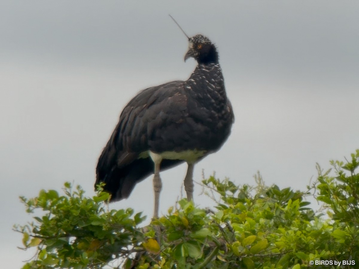 Horned Screamer - ML641763349