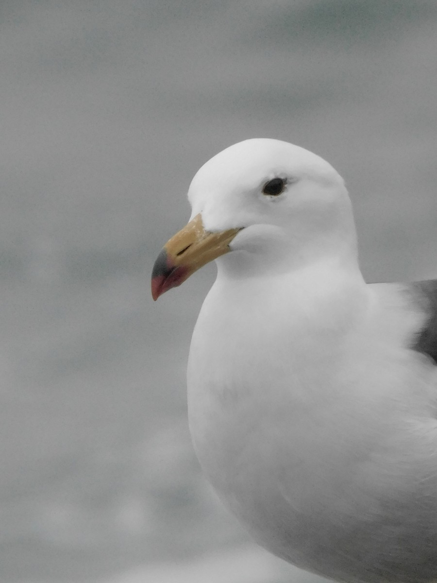 Belcher's Gull - ML641763353