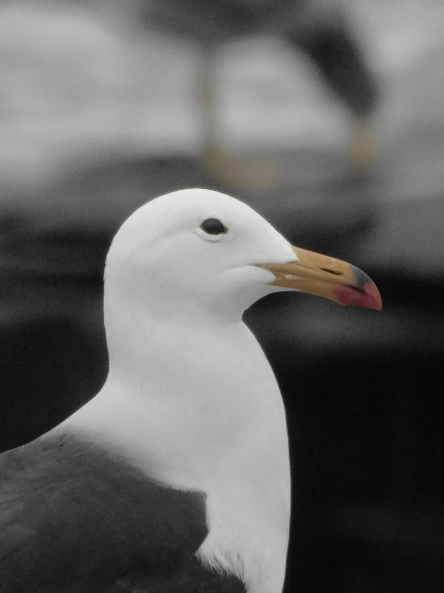 Belcher's Gull - ML641763354