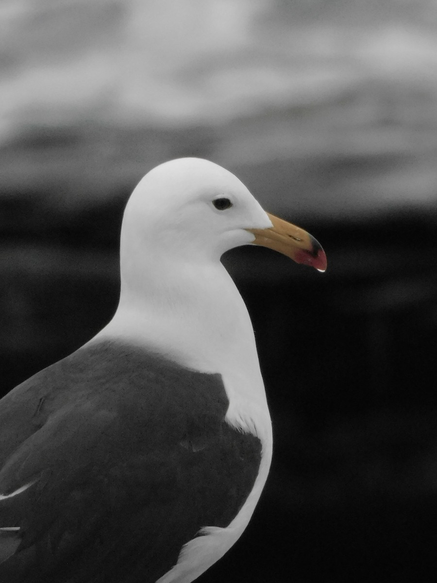 Belcher's Gull - ML641763355