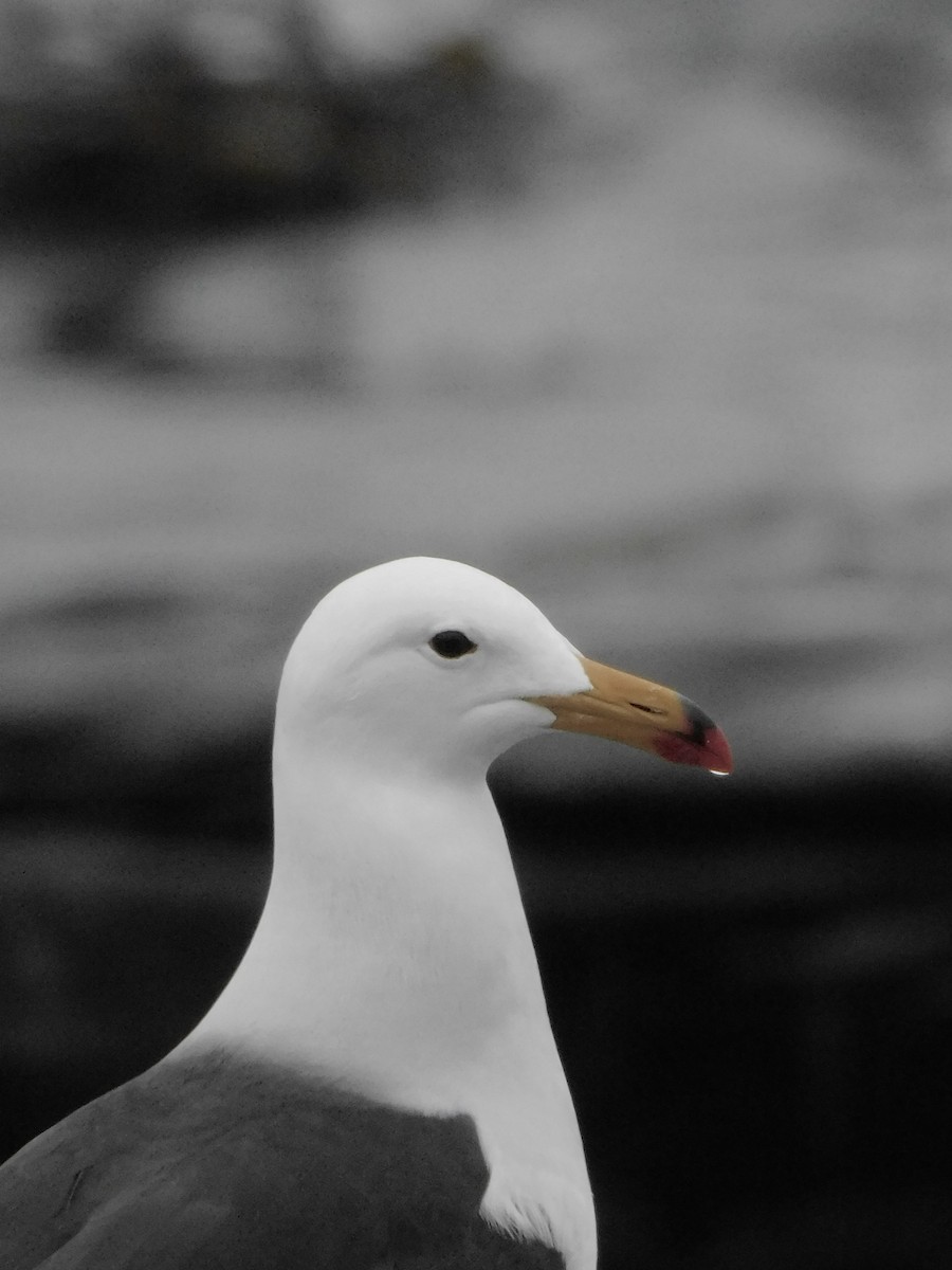 Belcher's Gull - ML641763359
