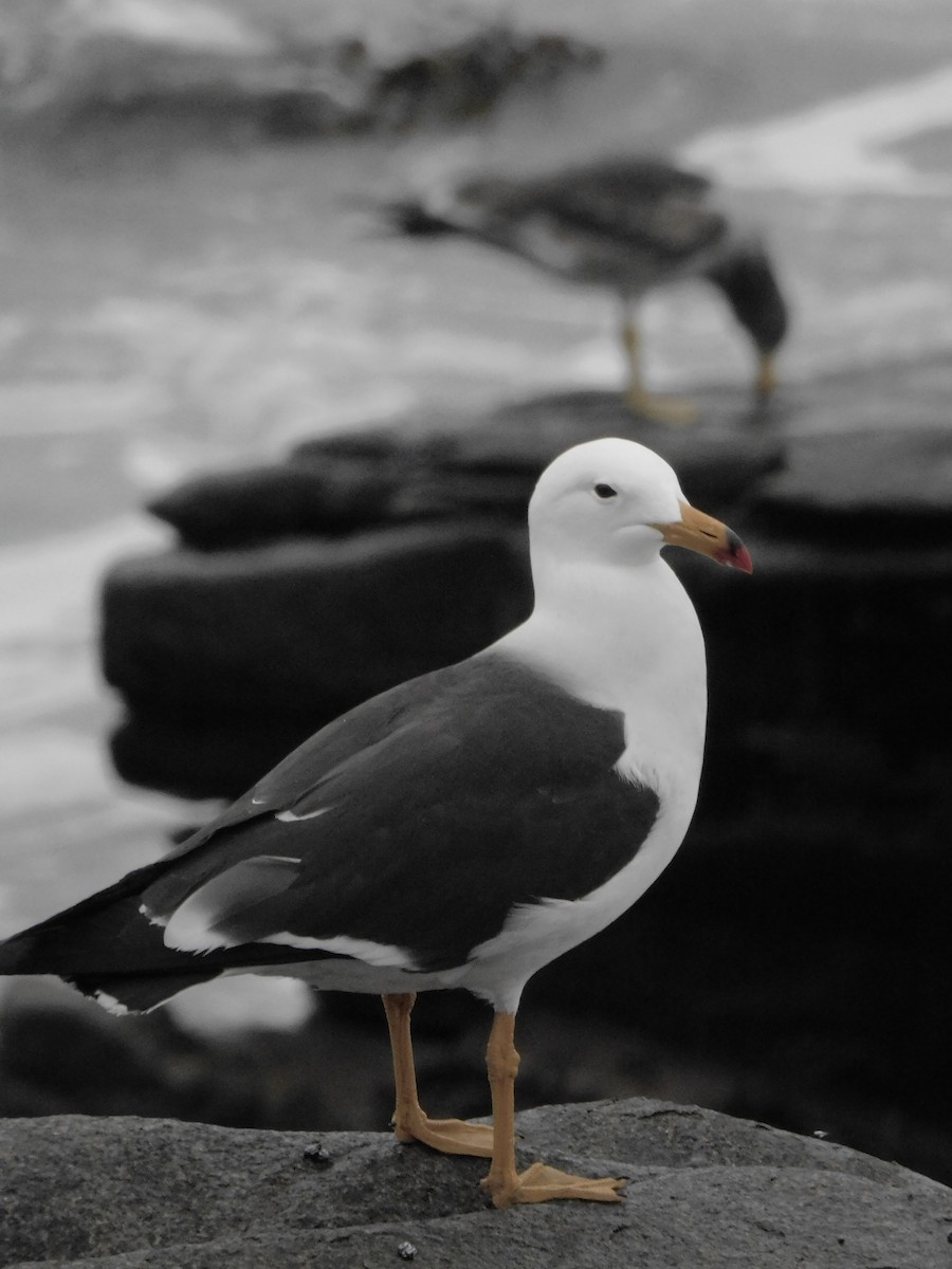 Belcher's Gull - ML641763360
