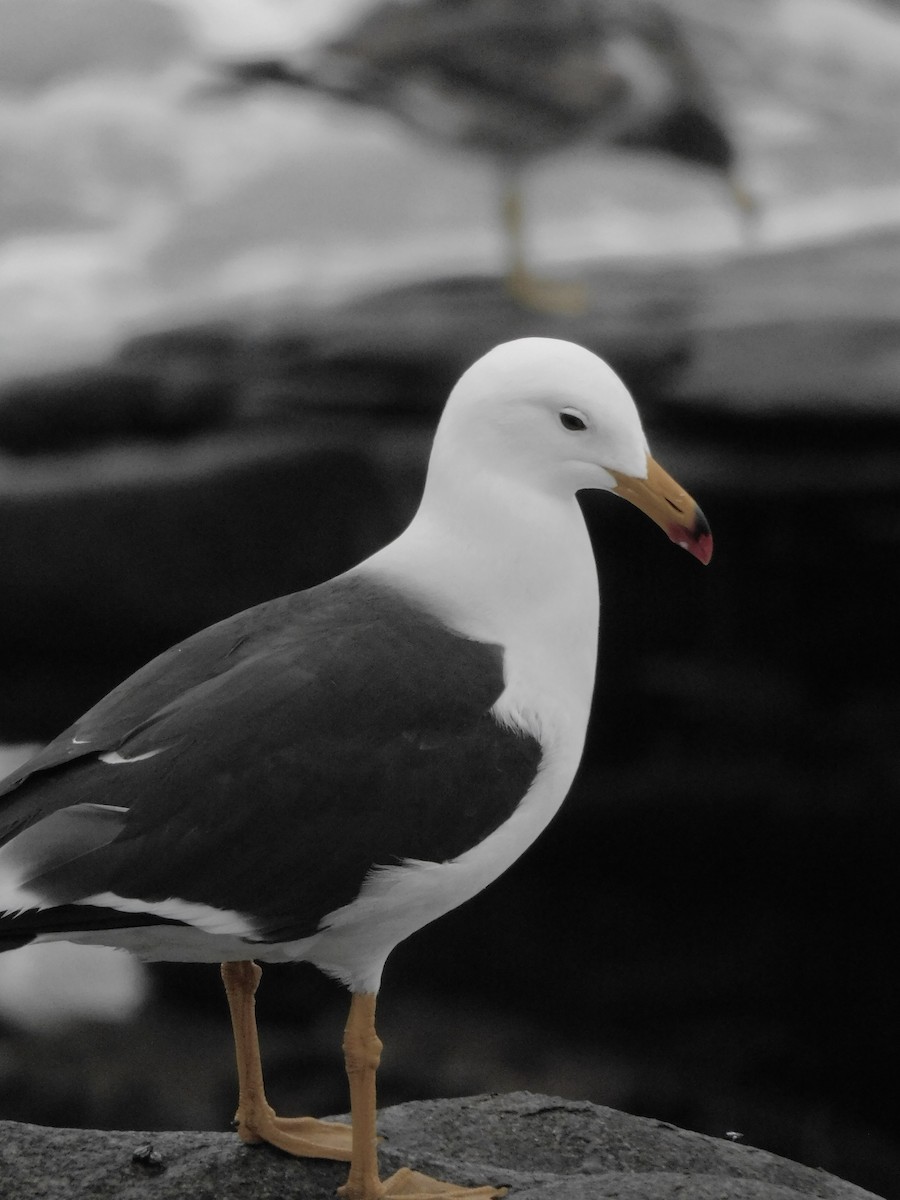 Belcher's Gull - ML641763361
