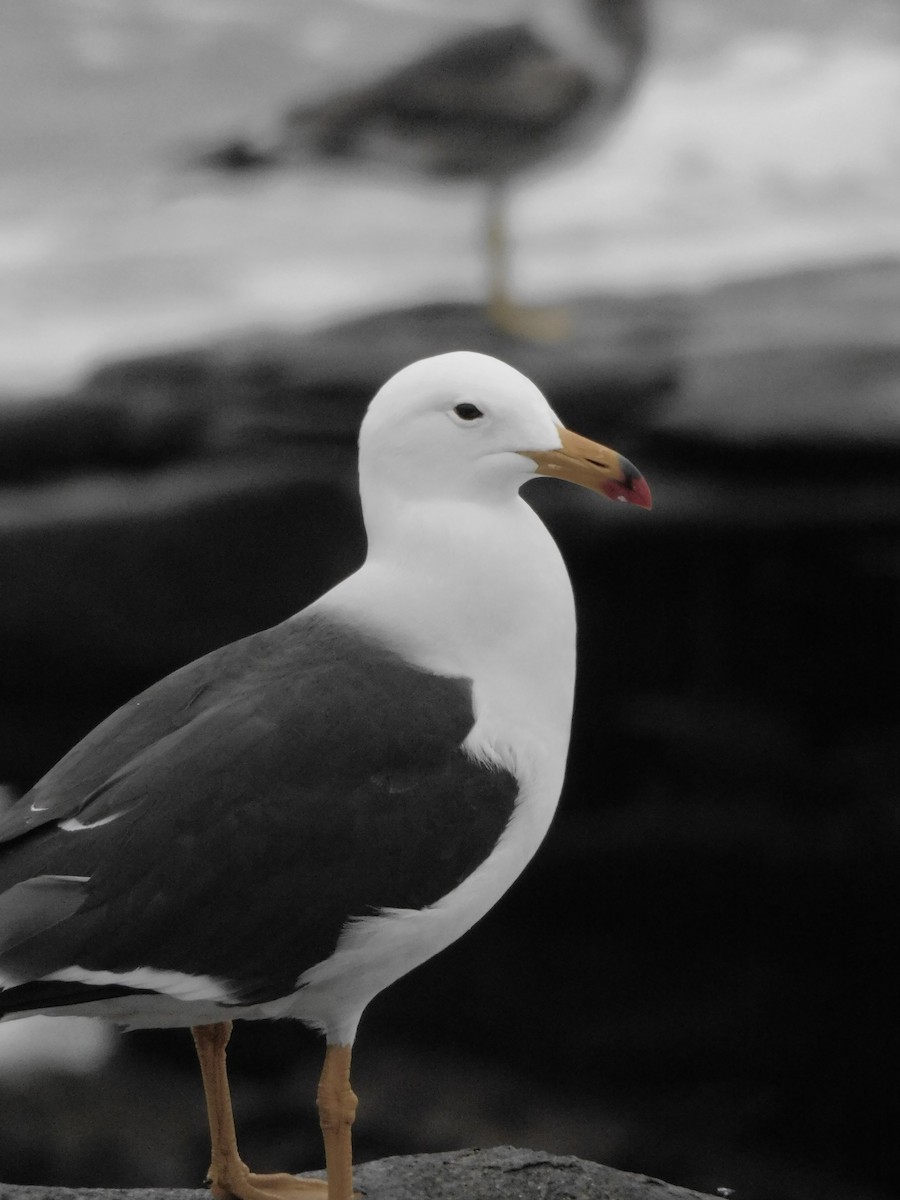 Belcher's Gull - ML641763362