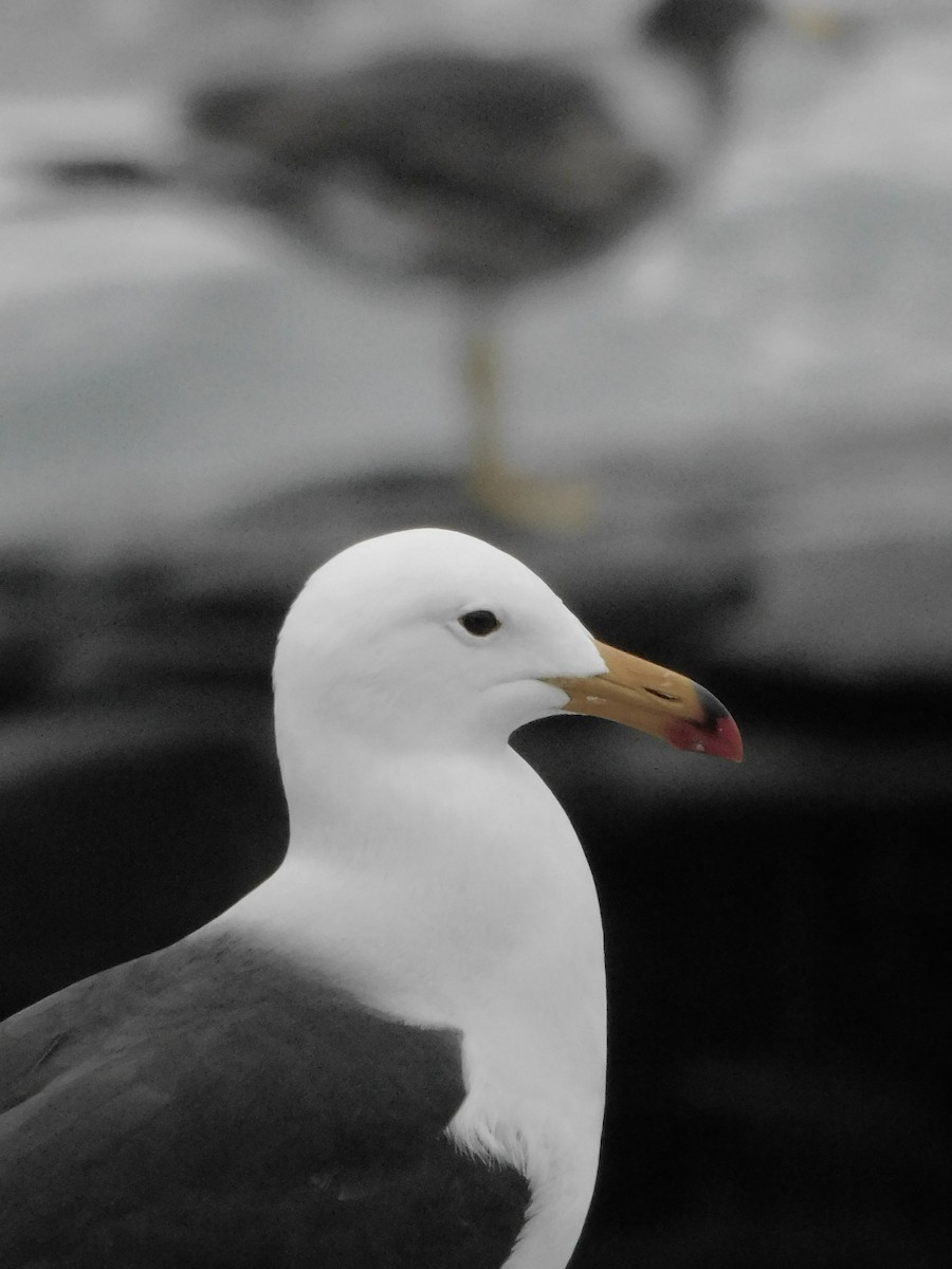 Belcher's Gull - ML641763364