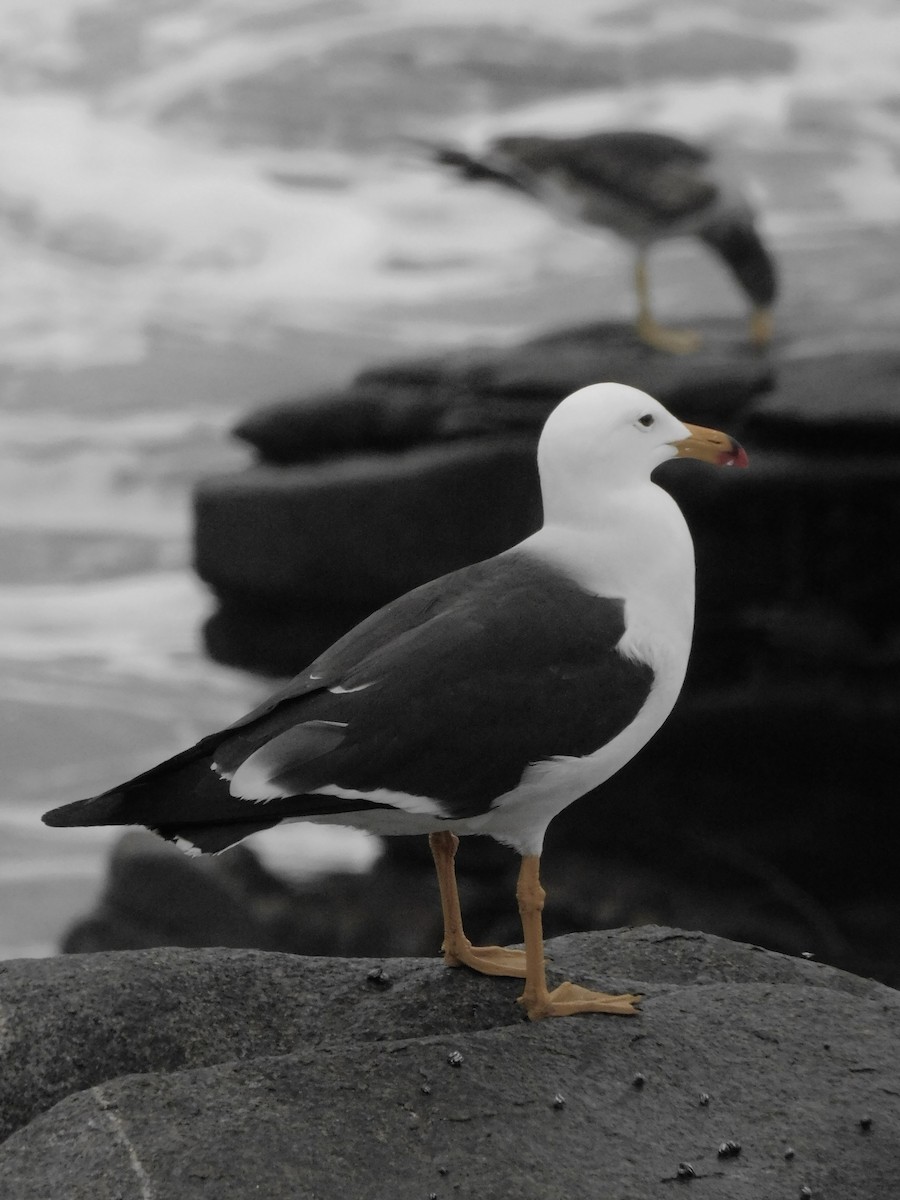 Belcher's Gull - ML641763365