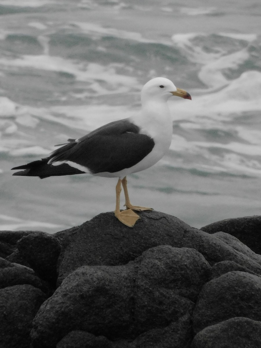 Belcher's Gull - ML641763366