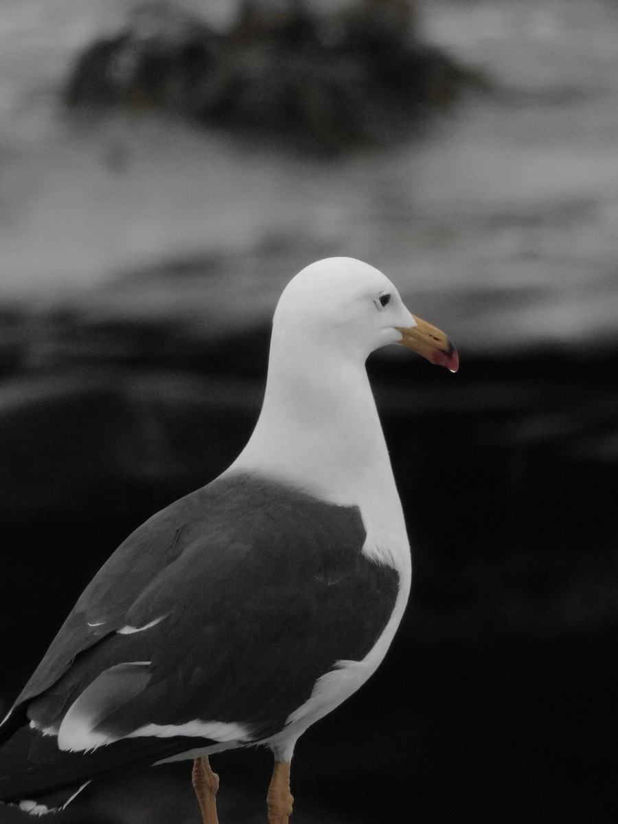 Belcher's Gull - ML641763368