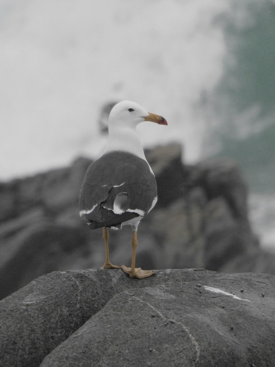 Belcher's Gull - ML641763369