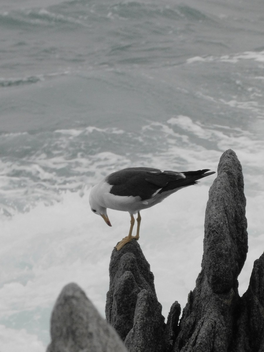 Belcher's Gull - ML641763370
