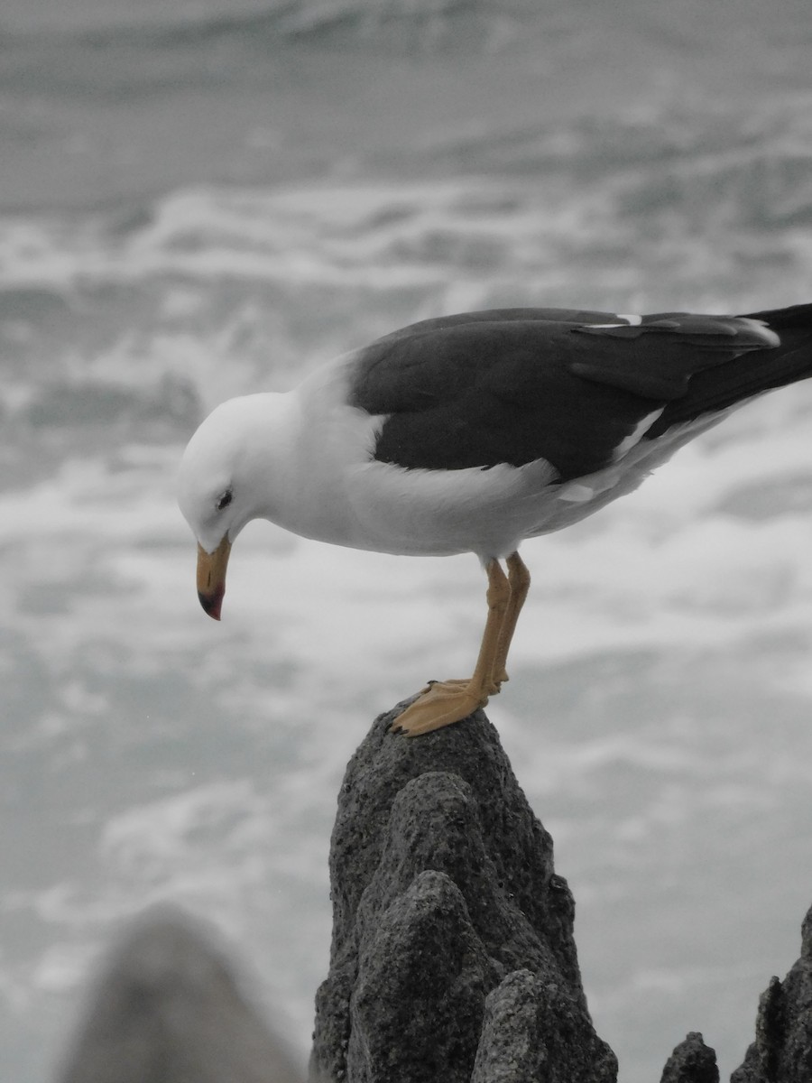 Belcher's Gull - ML641763371
