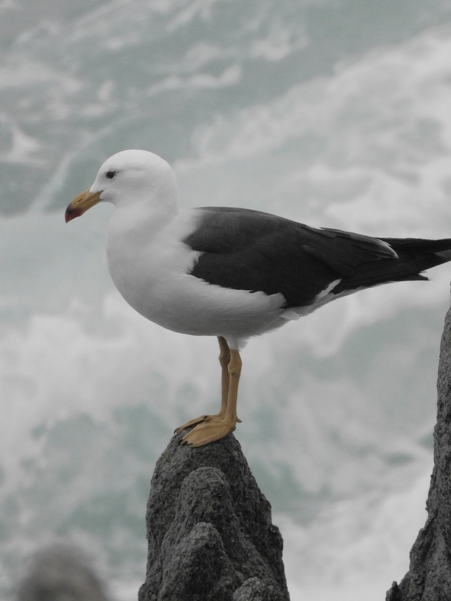 Belcher's Gull - ML641763372