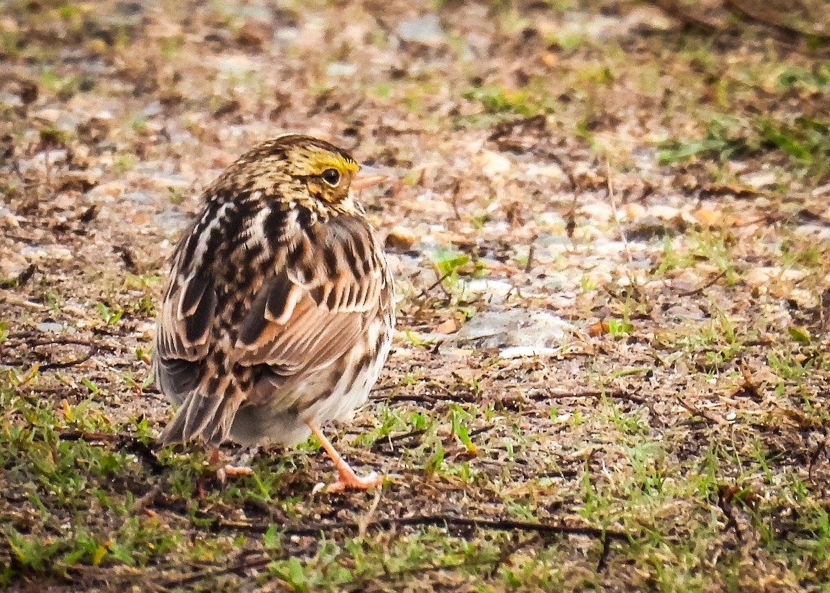 Savannah Sparrow - ML641763392