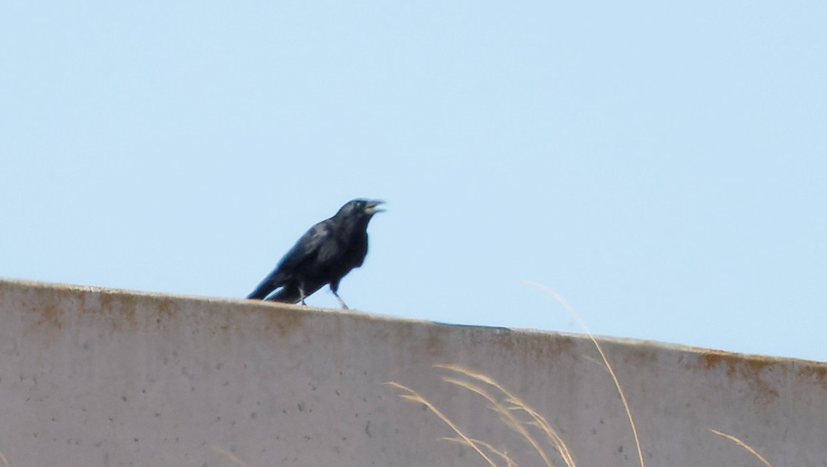 Carrion Crow - ML641763424